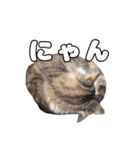 実家のたまちゃんスタンプ（個別スタンプ：14）