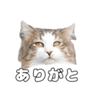実家のたまちゃんスタンプ（個別スタンプ：15）