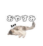 実家のたまちゃんスタンプ（個別スタンプ：16）