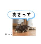 まるで漫画！？げんまいLINEスタンプ（個別スタンプ：12）