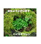 朝のご挨拶に 春の山野草のお花を添えて（個別スタンプ：3）