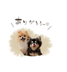 pomi.momoのすたんぷ。（個別スタンプ：1）