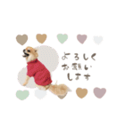 pomi.momoのすたんぷ。（個別スタンプ：12）