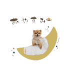 pomi.momoのすたんぷ。（個別スタンプ：16）