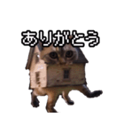 猫ミーム【戸建て猫】（個別スタンプ：5）