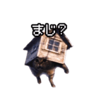 猫ミーム【戸建て猫】（個別スタンプ：16）