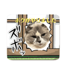 オレ様なねこ様（個別スタンプ：1）