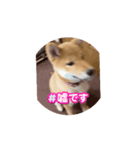 柴犬くぅちゃんです。（個別スタンプ：3）