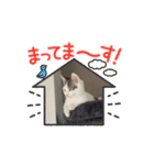 ねこのこたつとおこめの動くスタンプ（個別スタンプ：5）