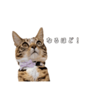 にゃんこスタンプ日常（個別スタンプ：3）