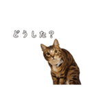 にゃんこスタンプ日常（個別スタンプ：5）