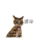 にゃんこスタンプ日常（個別スタンプ：6）