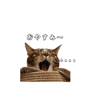 にゃんこスタンプ日常（個別スタンプ：7）