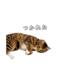 にゃんこスタンプ日常（個別スタンプ：8）