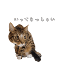 にゃんこスタンプ日常（個別スタンプ：9）