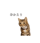 にゃんこスタンプ日常（個別スタンプ：10）