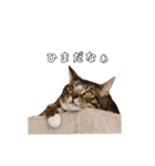 にゃんこスタンプ日常（個別スタンプ：11）