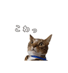 にゃんこスタンプ日常（個別スタンプ：13）