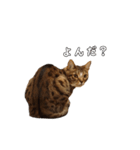 にゃんこスタンプ日常（個別スタンプ：14）
