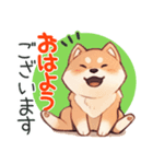 敬語で柴犬だいすき（個別スタンプ：1）