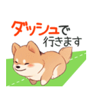 敬語で柴犬だいすき（個別スタンプ：5）