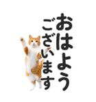 【デカ文字BIG】猫写真の敬語スタンプ（個別スタンプ：1）