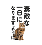 【デカ文字BIG】猫写真の敬語スタンプ（個別スタンプ：2）