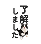 【デカ文字BIG】猫写真の敬語スタンプ（個別スタンプ：3）