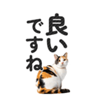【デカ文字BIG】猫写真の敬語スタンプ（個別スタンプ：4）