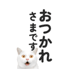 【デカ文字BIG】猫写真の敬語スタンプ（個別スタンプ：5）
