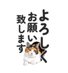【デカ文字BIG】猫写真の敬語スタンプ（個別スタンプ：6）
