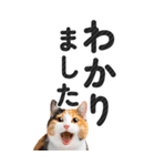 【デカ文字BIG】猫写真の敬語スタンプ（個別スタンプ：7）