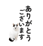 【デカ文字BIG】猫写真の敬語スタンプ（個別スタンプ：8）