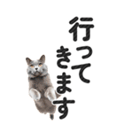 【デカ文字BIG】猫写真の敬語スタンプ（個別スタンプ：9）