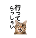 【デカ文字BIG】猫写真の敬語スタンプ（個別スタンプ：10）