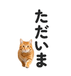 【デカ文字BIG】猫写真の敬語スタンプ（個別スタンプ：11）