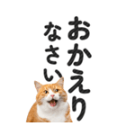 【デカ文字BIG】猫写真の敬語スタンプ（個別スタンプ：12）
