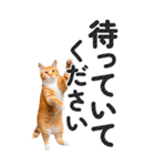 【デカ文字BIG】猫写真の敬語スタンプ（個別スタンプ：13）
