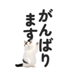 【デカ文字BIG】猫写真の敬語スタンプ（個別スタンプ：14）