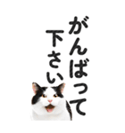 【デカ文字BIG】猫写真の敬語スタンプ（個別スタンプ：15）
