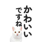 【デカ文字BIG】猫写真の敬語スタンプ（個別スタンプ：16）