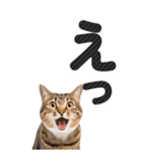 【デカ文字BIG】猫写真の敬語スタンプ（個別スタンプ：20）