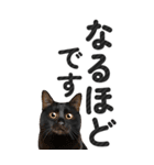 【デカ文字BIG】猫写真の敬語スタンプ（個別スタンプ：21）