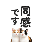 【デカ文字BIG】猫写真の敬語スタンプ（個別スタンプ：22）