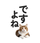 【デカ文字BIG】猫写真の敬語スタンプ（個別スタンプ：23）