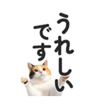 【デカ文字BIG】猫写真の敬語スタンプ（個別スタンプ：24）