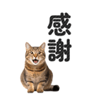【デカ文字BIG】猫写真の敬語スタンプ（個別スタンプ：25）