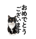 【デカ文字BIG】猫写真の敬語スタンプ（個別スタンプ：26）