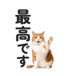 【デカ文字BIG】猫写真の敬語スタンプ（個別スタンプ：27）