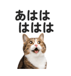 【デカ文字BIG】猫写真の敬語スタンプ（個別スタンプ：28）
